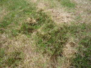 Signs that your grass water might need watering