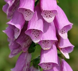 foxglove