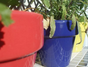 Plant pots