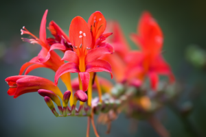 Crocosmia