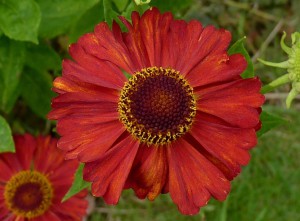 Helenium