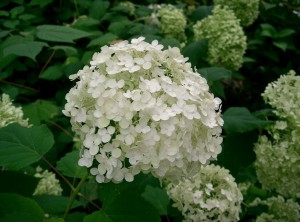 Hydrangea Arborescens