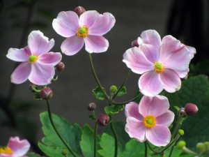 Japanese Anemone