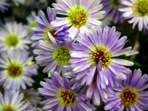 Michaelmas Daisy