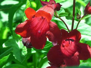 Penstemon