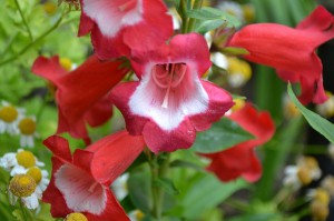 Penstemon 'Hidcote Pink'