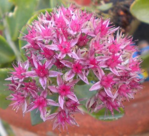 Sedum Telephium