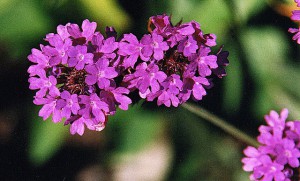 Verbena Rigida