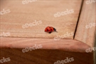 Click to zoom
