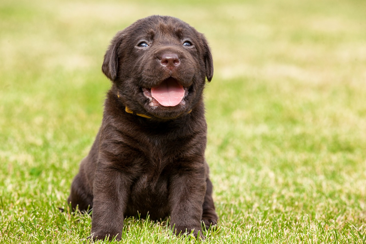 artificial grass and dogs