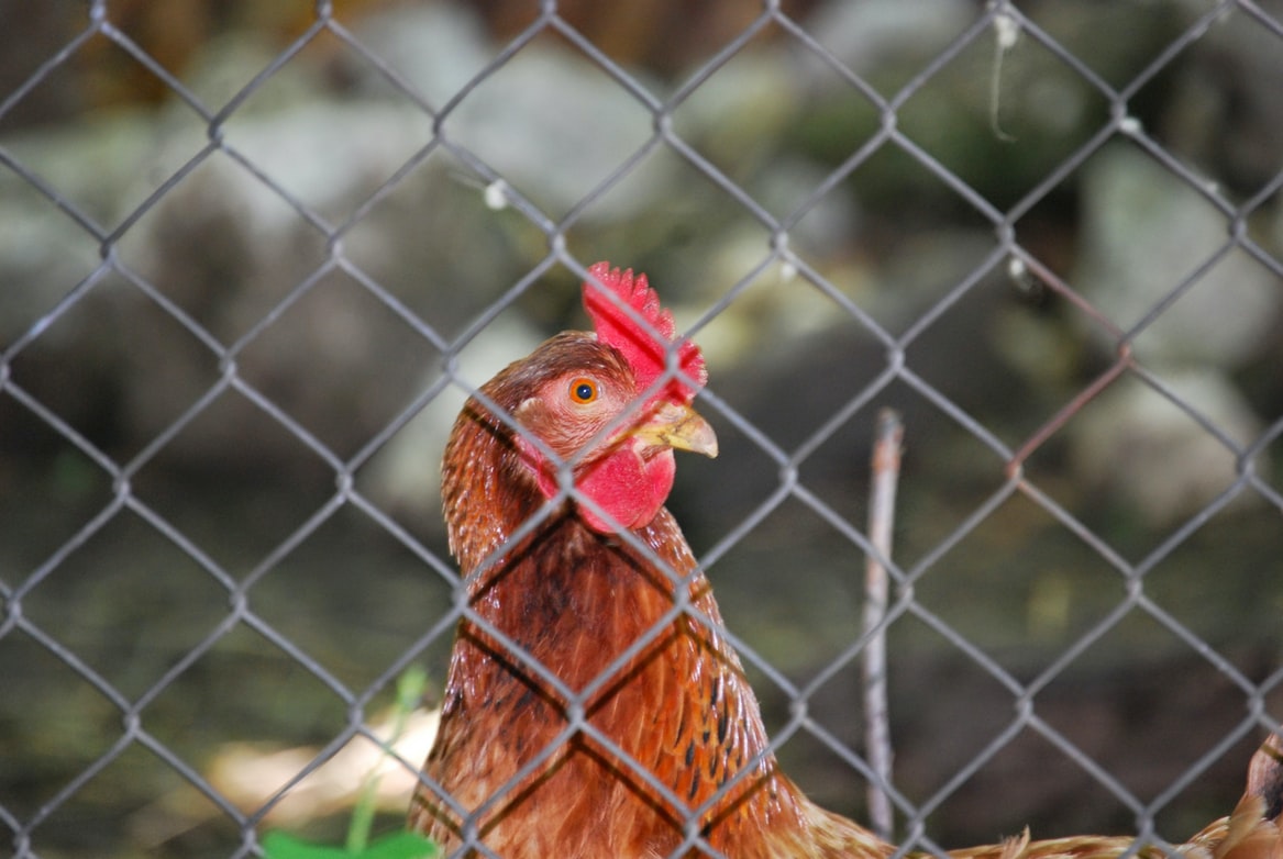 Chicken Wire: Your Garden's New Best Friend - eDecks Blog