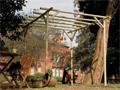 Rustic Rose Pergolas