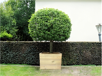 Tree Box Planter (W580mm x D620mm x H460mm)