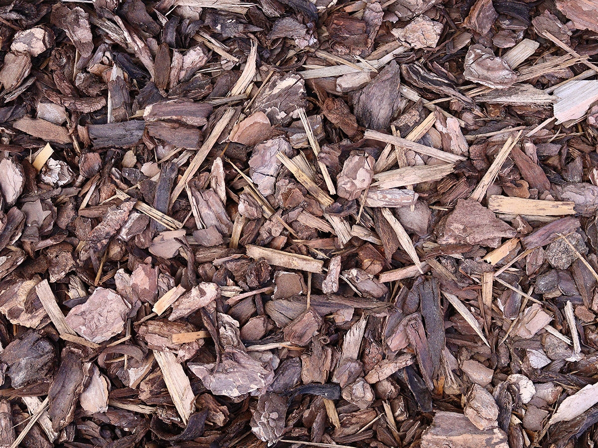 First slide for pid 13259